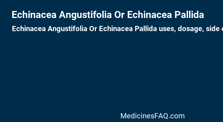 Echinacea Angustifolia Or Echinacea Pallida
