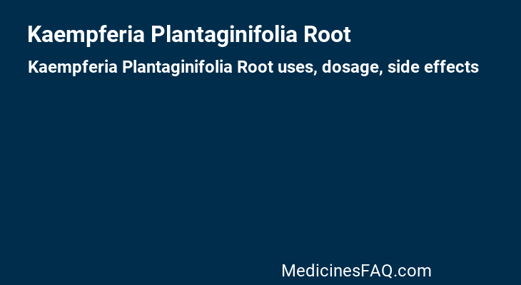 Kaempferia Plantaginifolia Root