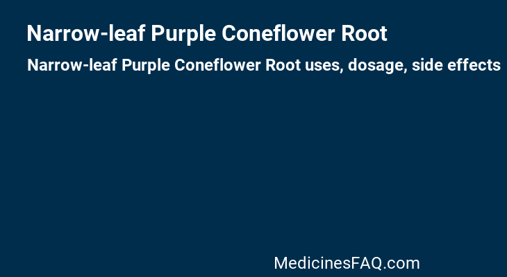 Narrow-leaf Purple Coneflower Root