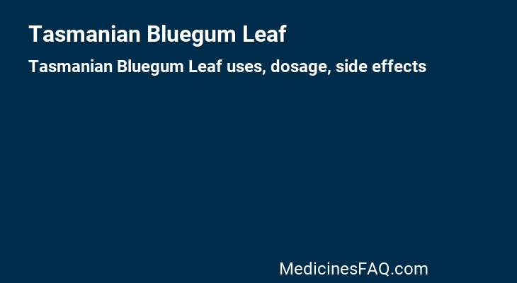 Tasmanian Bluegum Leaf